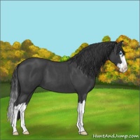 Horse Color:Blue Roan Splash 