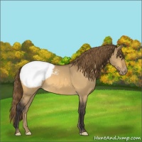 Horse Color:Buckskin Dun Snowcap 