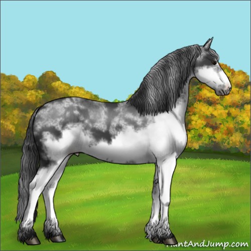 Horse Color:White Spotted Black Frame Rabicano 