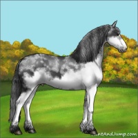 Horse Color:White Spotted Black Frame Rabicano 