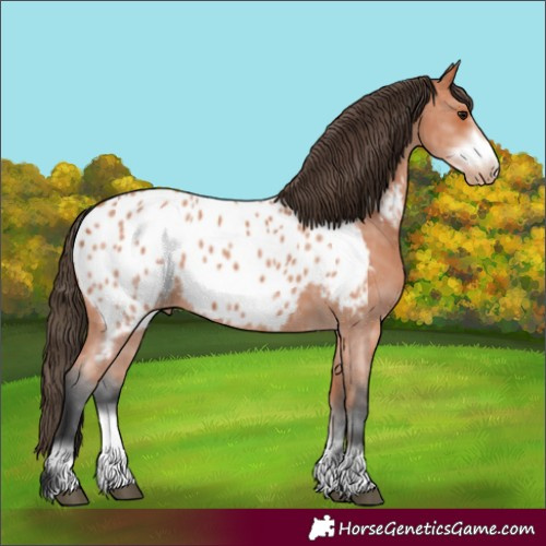 Horse Color:Bay Sabino Frame Appaloosa 
