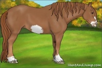 Horse Color:Chestnut Frame 