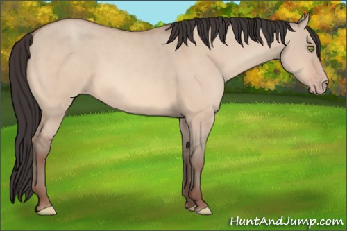 Horse Color:Amber Champagne Dun 