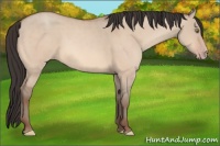 Horse Color:Amber Champagne Dun 