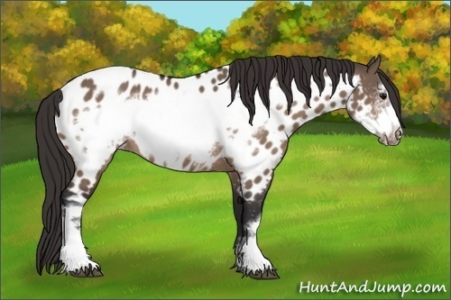 Horse Color:Bay Dun Frame Appaloosa 