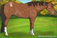 Horse Color:Bay Appaloosa 
