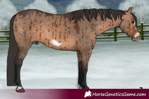Horse Color:Brown Dun Frame Brindle 