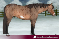 Horse Color:Brown Dun Frame Brindle