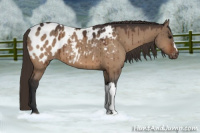 Horse Color:Bay Dun Appaloosa Brindle 