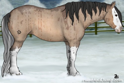 Horse Color:Bay Roan Dun Splash Brindle 