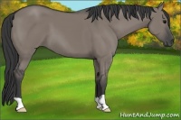 Horse Color:Grullo 
