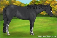 Horse Color:Black and Black Rabicano