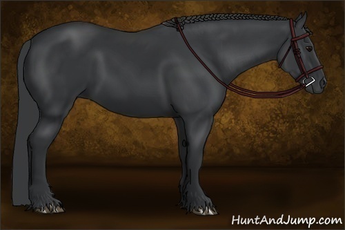 Horse Color:Black 
