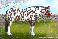 Horse Color:White Spotted Brown Appaloosa Rabicano