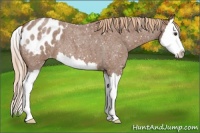 Horse Color:Red Roan Splash Appaloosa 