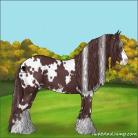 Horse Color:White Spotted Chocolate Black Chinchilla Sabino 