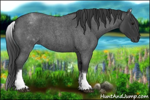 Horse Color:White Spotted Blue Roan 