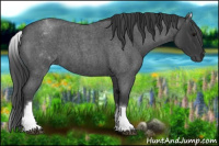 Horse Color:White Spotted Blue Roan 