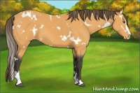 Horse Color:White Spotted Buckskin Sabino Varnish