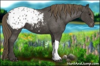 Horse Color:Smoky Black Appaloosa 