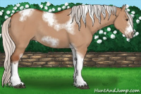 Horse Color:Silver Bay Dun Sabino Tobiano Frame Rabicano 