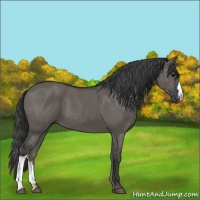 Horse Color:Grullo
