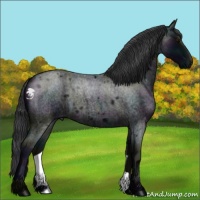 Horse Color:Midnight Blue Roan 