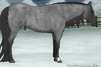 Horse Color:Blue Roan 