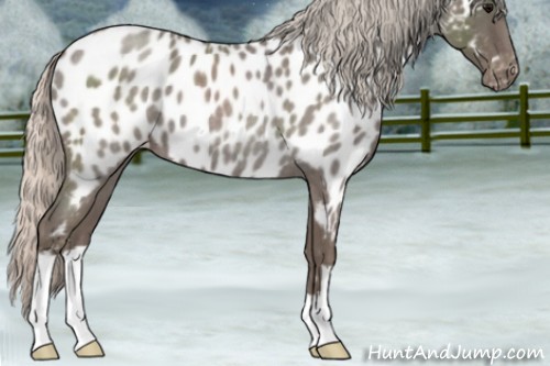Horse Color:Silver Blue Roan Appaloosa 