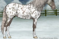 Horse Color:Silver Blue Roan Appaloosa 