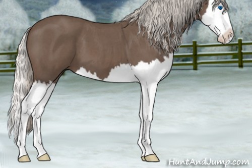 Horse Color:Silver Blue Roan Splash