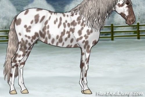 Horse Color:Silver Blue Roan Appaloosa 