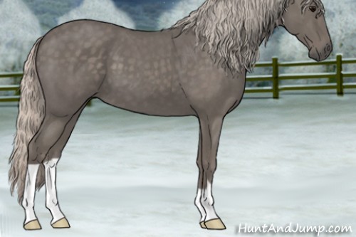Horse Color:Silver Blue Roan