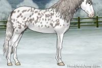 Horse Color:Silver Blue Roan Splash Appaloosa 