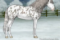 Horse Color:Silver Blue Roan Splash Appaloosa 