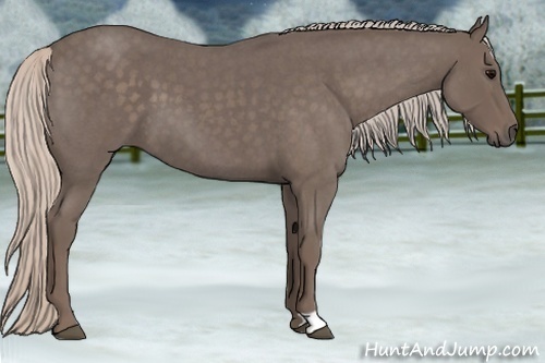 Horse Color:Silver Blue Roan