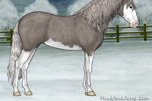 Horse Color:Silver Blue Roan Splash Appaloosa 