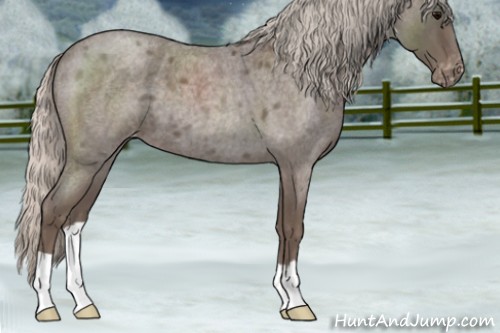 Horse Color:Silver Blue Roan Appaloosa 