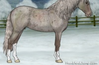 Horse Color:Silver Blue Roan Appaloosa 