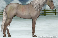 Horse Color:Silver Blue Roan Appaloosa 