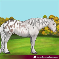 Horse Color:Platinum Chocolate Palomino Appaloosa 