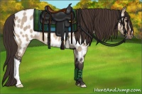 Horse Color:Bay Dun Appaloosa 