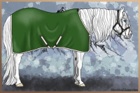 Horse Color:Gray Red Dun Frame Appaloosa 