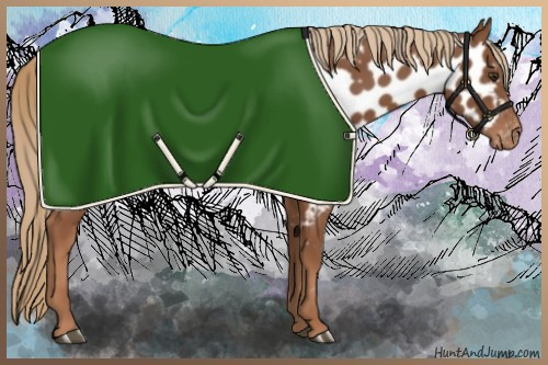 Horse Color:Chestnut Appaloosa 