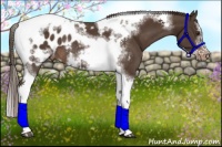 Horse Color:Liver Chestnut Sabino Splash Tobiano Frame Near Leopard Rabicano 