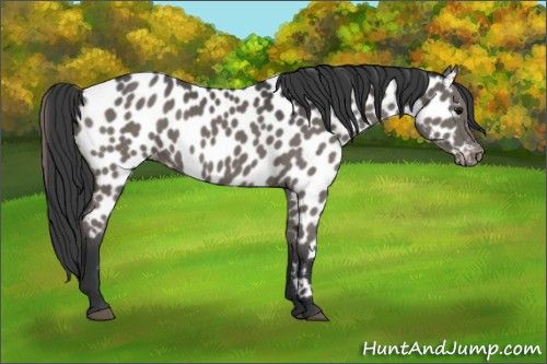 Horse Color:Black Appaloosa 