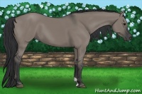 Horse Color:Grullo