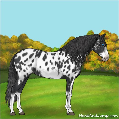 Horse Color:Black Sabino Splash Frame Near Leopard