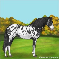 Horse Color:Black Sabino Splash Frame Near Leopard 