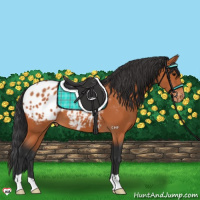 Horse Color:Bay Appaloosa 
